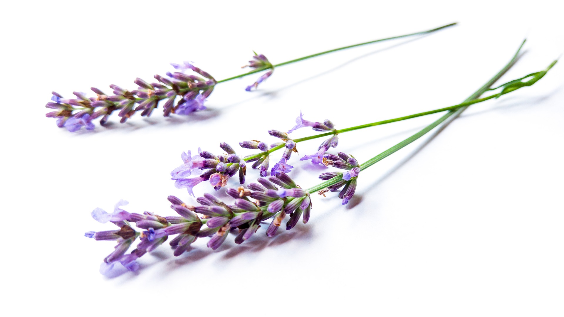 Lavendel - auch beim Kochen verwendbar